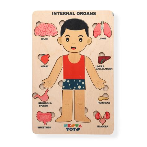 Human Body | Internal Organs Wooden Puzzle – NESTA TOYS