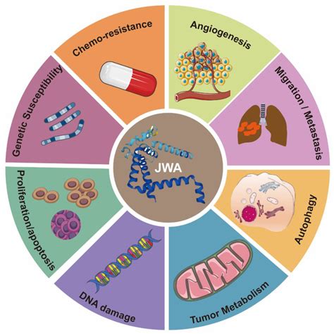 Targeting JWA for Cancer Therapy: Functions, Mechanisms and Drug Discovery