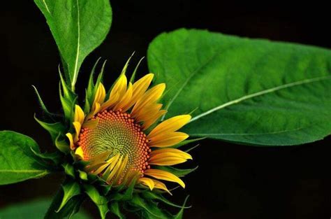 太阳花的花语是什么-百度经验