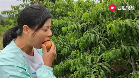 四川巴中:农村女强人种一百多亩桃子，干活是把好手不输男人 - YouTube