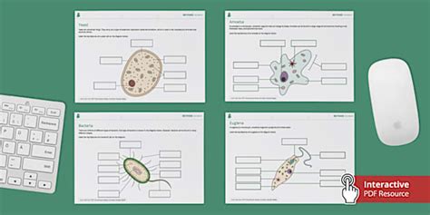 Unicellular Organisms Labelling Worksheets - Interactive