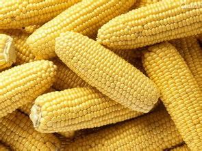 玉米种子发芽的温度是多少 - 农敢网