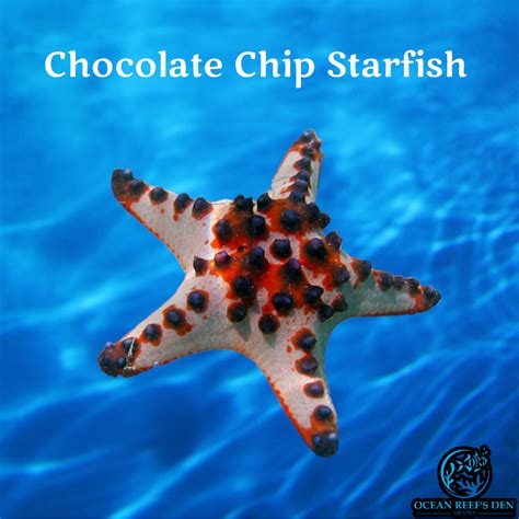 Starfish - Chocolate Chip – Ocean Reef's Den Aquatics / ORD Aquatics