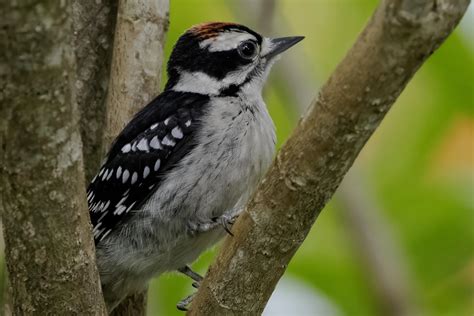 How to Deter Woodpeckers: Humane and Effective Strategies to Protect ...