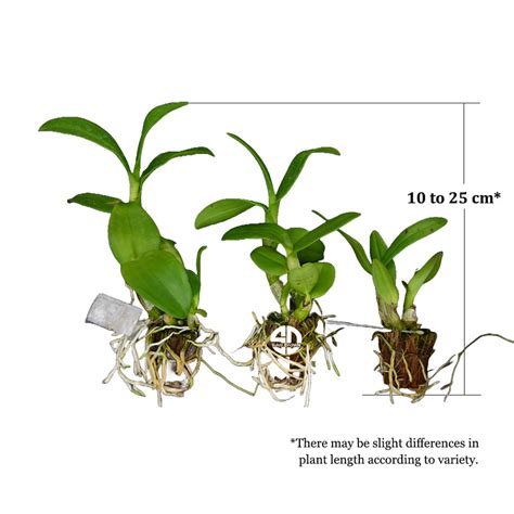 Dendrobium Orchid Plant Rabbit Prince - Seedling