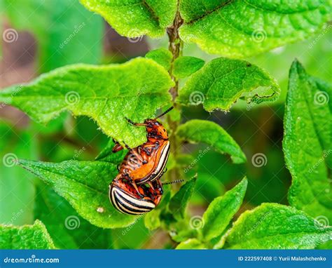 Mating Colorado Potato Beetles On A Potato Leaf. Oviposition Of Potato Pests. Yellow Beetle Eggs ...