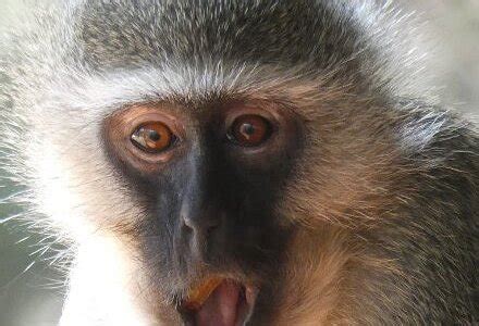 MANTENGA NATURE RESERVE & CULTURAL VILLAGE (2026) All You Need to Know ...