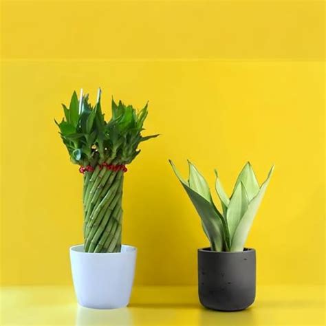 Amulya FARMS & NURSERY Twisted Lucky Bamboo Indoor Live Plant With ...