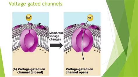 Image result for Muscle Resting Membrane Potential