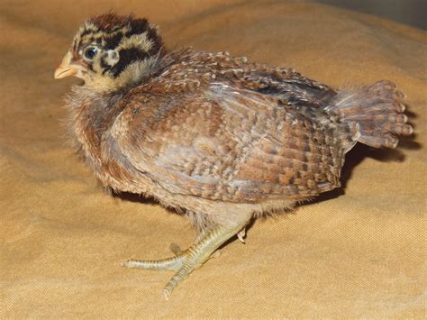 d0089-ameraucana-chicks-2-weeks-old-04-spanky - Summers Acres