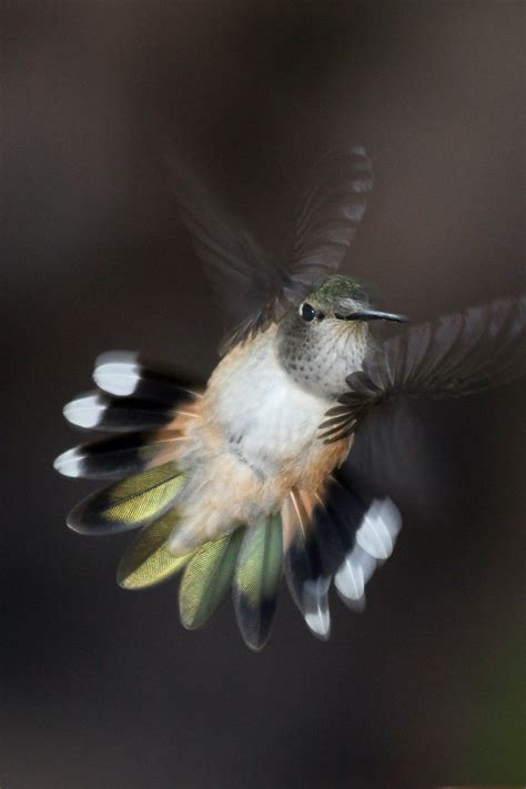 Can Hummingbirds Fly Backwards? - Birds and Blooms