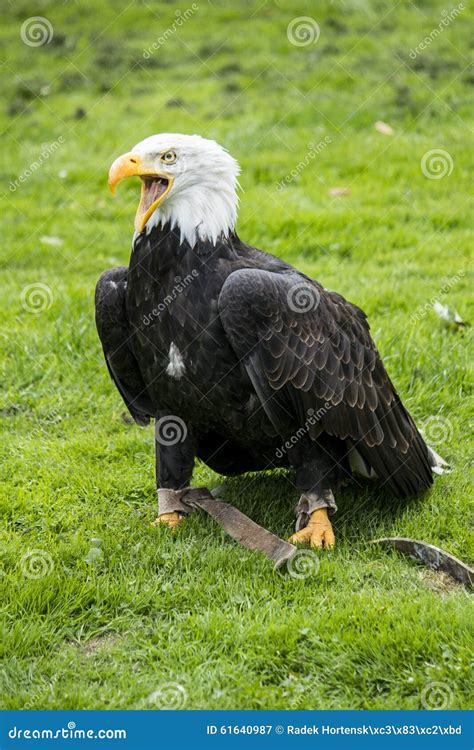 Eagle, stock image. Image of predators, predator, breeding - 61640987