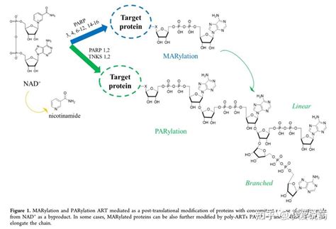 Par Color Development Principle 的图像结果