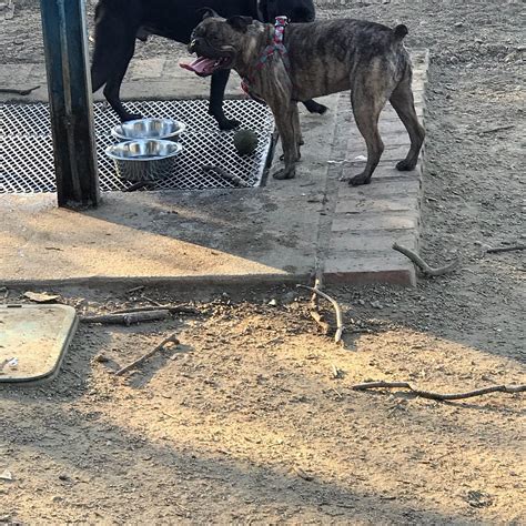 Griffith Park Dog Park (Glendale): All You Need to Know