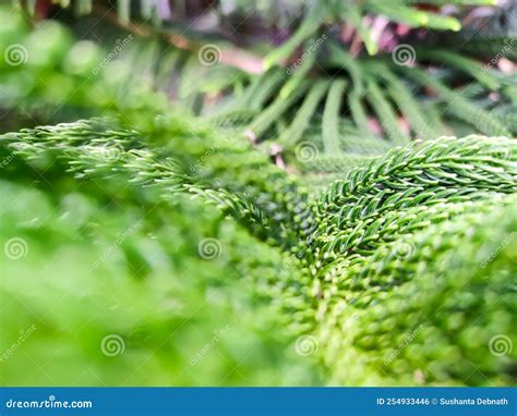 Leaf of a Norfolk Island Pine Plant Stock Photo - Image of aroma ...