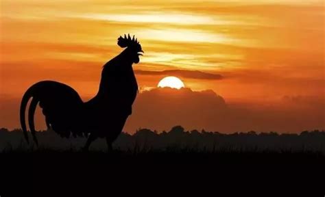 公鸡每天早晨四点多都会打鸣，为什么它的时间那么准时？_黎明