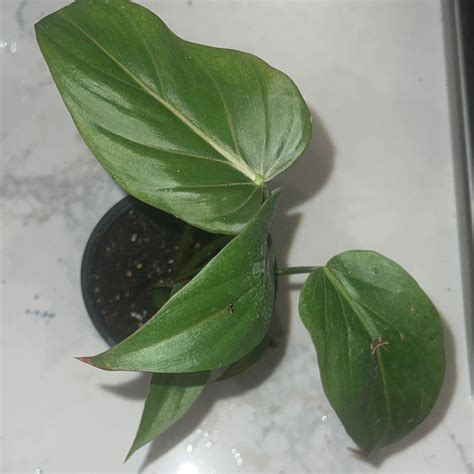 How to Prune Philodendron 'Summer Glory'