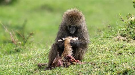 Image result for Baboon Predators