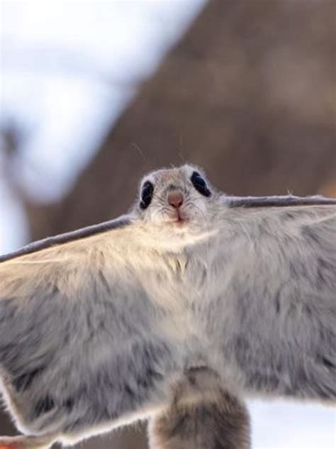 Animal Swim 的图像结果