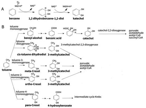 Bioremediation of Soil from Petroleum Contamination