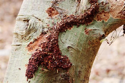 Termites Eating the Wild Tree. 11830662 Stock Photo at Vecteezy
