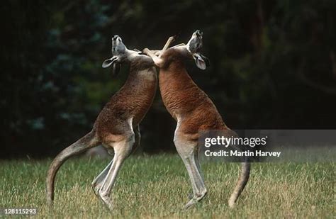 Image result for Example of String Pyhton Codes