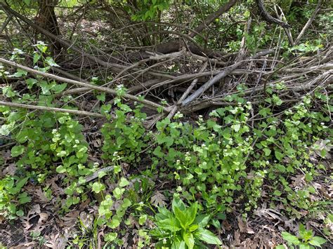 Cinco de Mayo Garlic Mustard Pull, Cardinal Loop Trail, Lincoln's New ...
