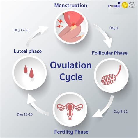 Ovulation Cycle - Ovulation cycle timeline | Prime Fertility Clinic