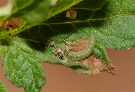 Insect Pests