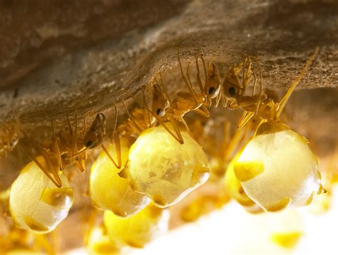 Honey Pot Ants | Beginner Queen Ants For Sale – The Ant Vault