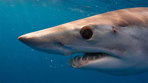 Image result for Shark vs Python