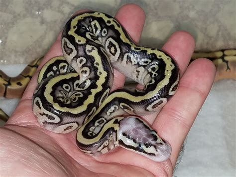 Image result for Ball Python Clutch