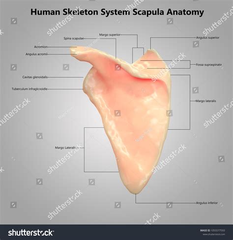 41 scapula with labels