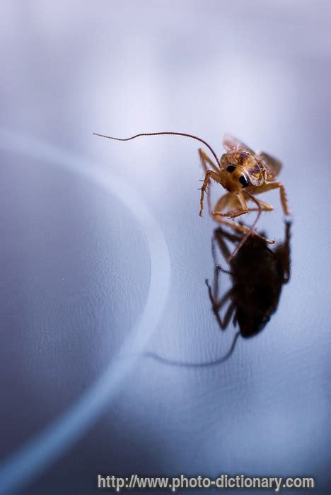 Cockroach Definition 的图像结果