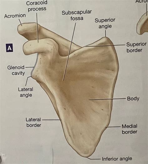 Scapula Bone Labeled Lateral View at Michael Harbour blog