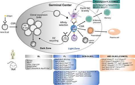 Frontiers | Human B Lymphomas Reveal Their Secrets Through Genetic Mouse Models