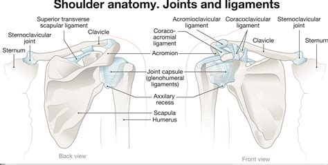 Shoulder Joint Ligaments