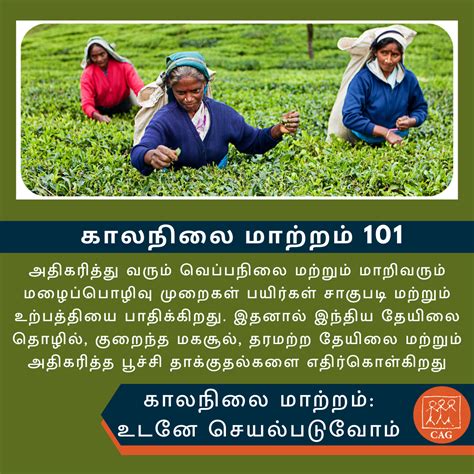 Climate Change - Decline in tea cultivation | Climate Connection