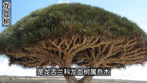 龙血树是一种很古老的植物，它的树液是与云南白药起名的药材,自然,植物,好看视频