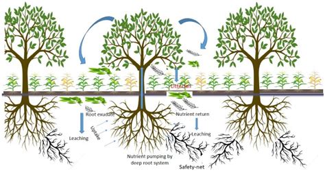 Agroforestry Systems for Soil Health Improvement and Maintenance