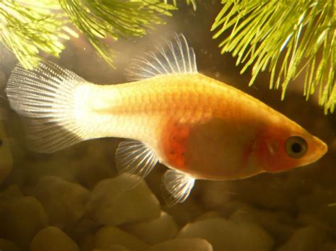 Bildergebnis für pregnant+pregnant+fish