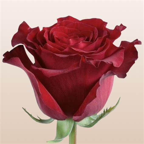 Spanish Dress Red Rose Variety - EbloomsDirect