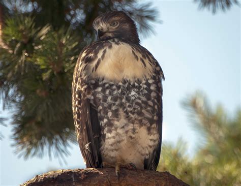 Juvenile Red-Tailed Hawk – Wings and Feathers
