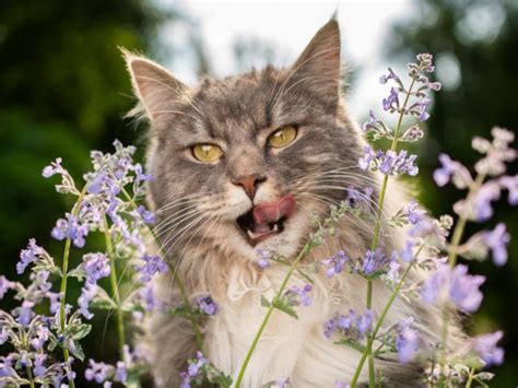 Image result for How to Help a Panting Cat