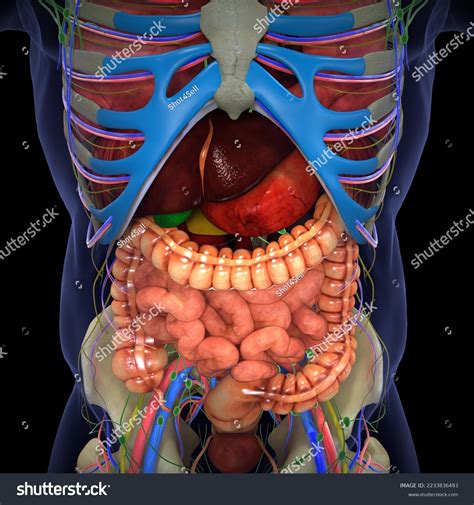 Human Body Internal Organs Medical Illustration3d Stock Illustration 2233836493 | Shutterstock