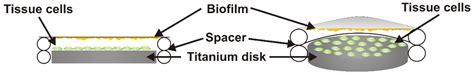 In Vitro Effects of Streptococcus oralis Biofilm on Peri-Implant Soft ...