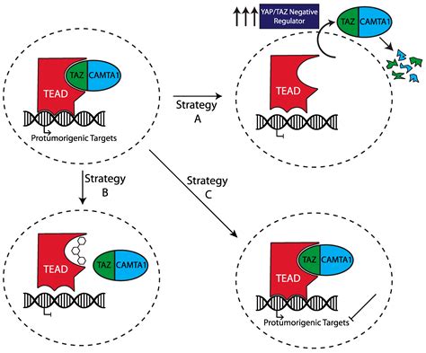 Unraveling the Biology of Epithelioid Hemangioendothelioma, a TAZ ...