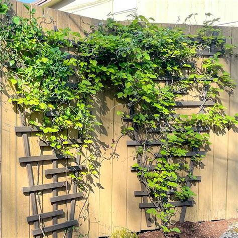 Image result for How to Build a Trellis