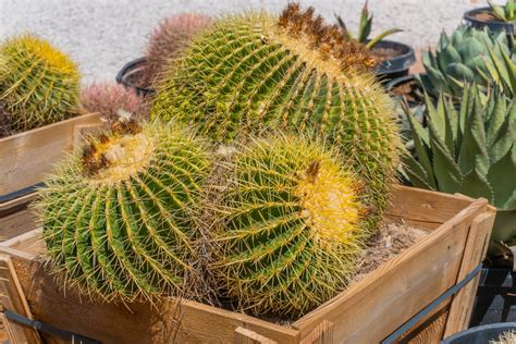 Golden Barrel (Echinocactus grusonii) — Cactus World