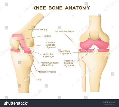 Knee Bone Anatomy Vector Human Organ Stock Vector (Royalty Free ...